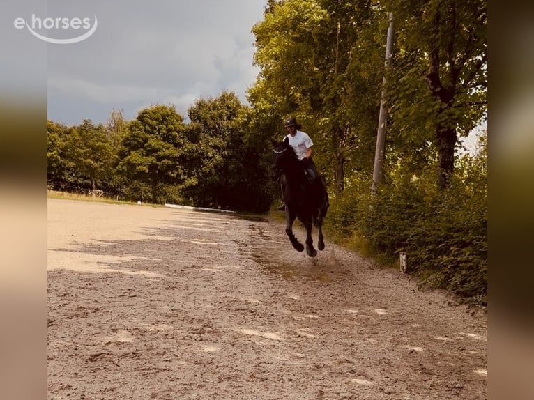 Duits sportpaard Merrie 6 Jaar 175 cm Zwart in SaarlouisSaarlouis