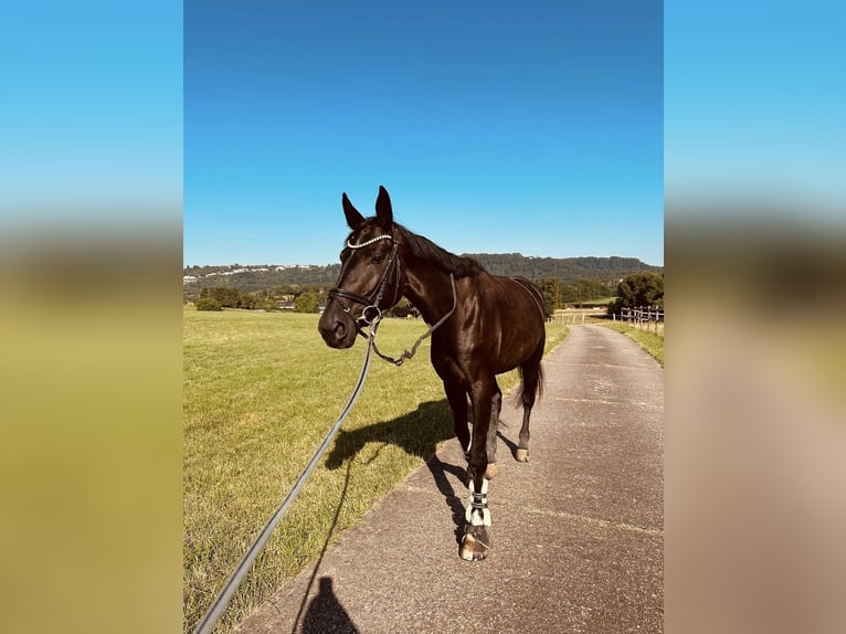 Duits sportpaard Merrie 6 Jaar 175 cm Zwartbruin in SaarlouisSaarlouis