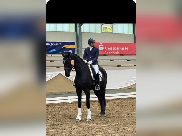 Duits sportpaard Merrie 6 Jaar 175 cm Zwartbruin in SaarlouisSaarlouis