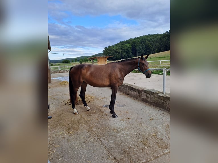 Duits sportpaard Merrie 6 Jaar 176 cm Donkerbruin in Jena