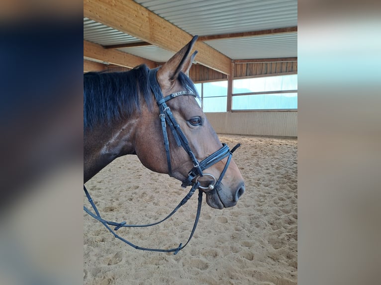 Duits sportpaard Merrie 6 Jaar 176 cm Donkerbruin in Jena