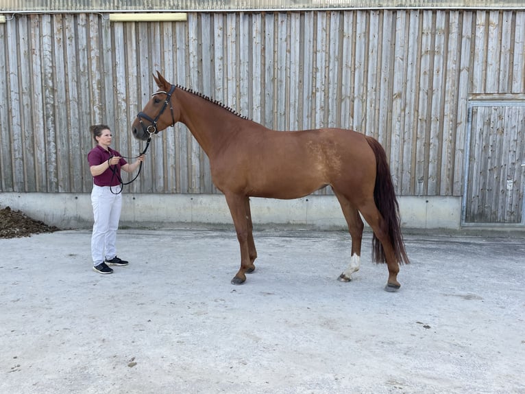 Duits sportpaard Merrie 6 Jaar 176 cm Vos in Behringen