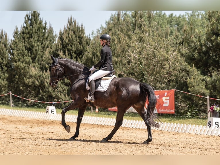 Duits sportpaard Merrie 6 Jaar 176 cm Zwart in Sch&#xF6;neck/Vogtland