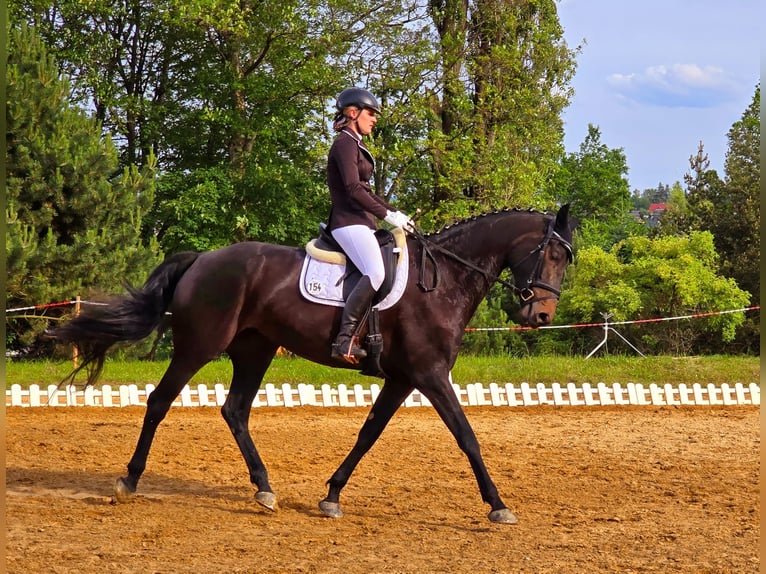 Duits sportpaard Merrie 6 Jaar 176 cm Zwart in Sch&#xF6;neck/Vogtland