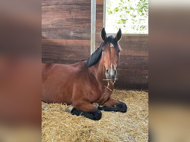 Duits sportpaard Merrie 6 Jaar 177 cm Bruin in Drackenstein