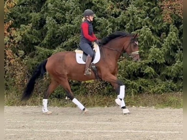 Duits sportpaard Merrie 6 Jaar 177 cm Bruin in Drackenstein
