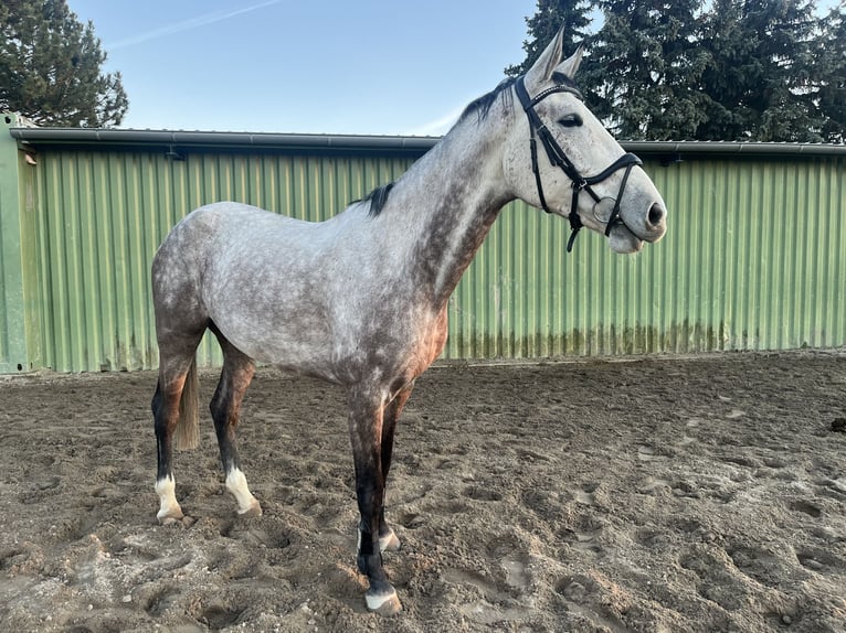 Duits sportpaard Merrie 6 Jaar 178 cm Schimmel in Kitzscher