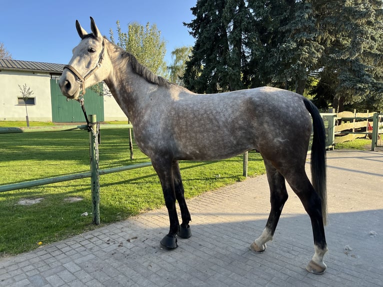 Duits sportpaard Merrie 6 Jaar 178 cm Schimmel in Kitzscher