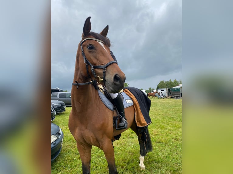 Duits sportpaard Merrie 6 Jaar Bruin in Eiterfeld