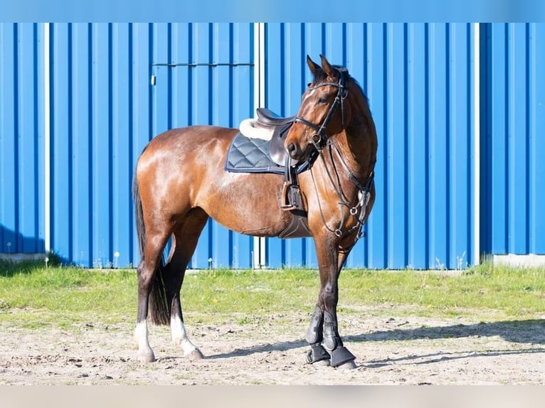 Duits sportpaard Merrie 7 Jaar 158 cm Bruin in Schwarme