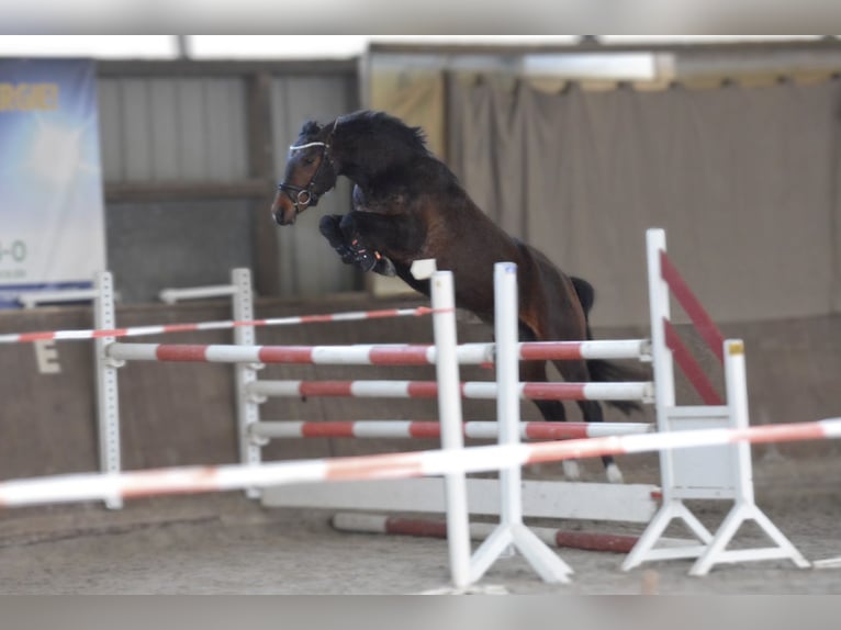Duits sportpaard Merrie 7 Jaar 158 cm Bruin in Schwarme