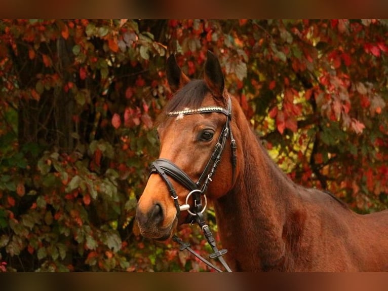 Duits sportpaard Merrie 7 Jaar 160 cm Bruin in Hamburg Rahlstedt