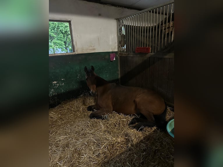 Duits sportpaard Merrie 7 Jaar 160 cm Bruin in Hamburg Rahlstedt