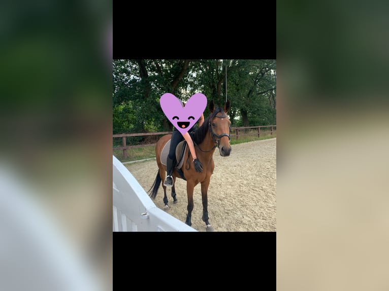 Duits sportpaard Merrie 7 Jaar 160 cm Bruin in Hamburg Rahlstedt