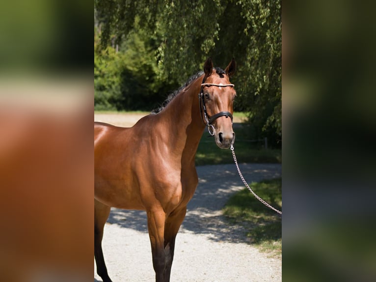 Duits sportpaard Merrie 7 Jaar 160 cm Bruin in Aichach