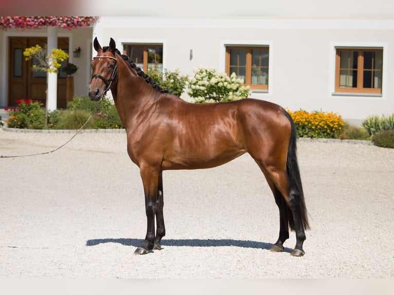 Duits sportpaard Merrie 7 Jaar 160 cm Bruin in Aichach