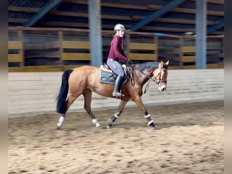 Duits sportpaard Merrie 7 Jaar 160 cm Bruin in Pelmberg