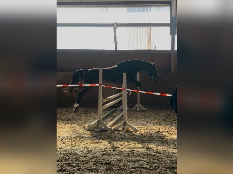 Duits sportpaard Mix Merrie 7 Jaar 160 cm Zwart in Berlin