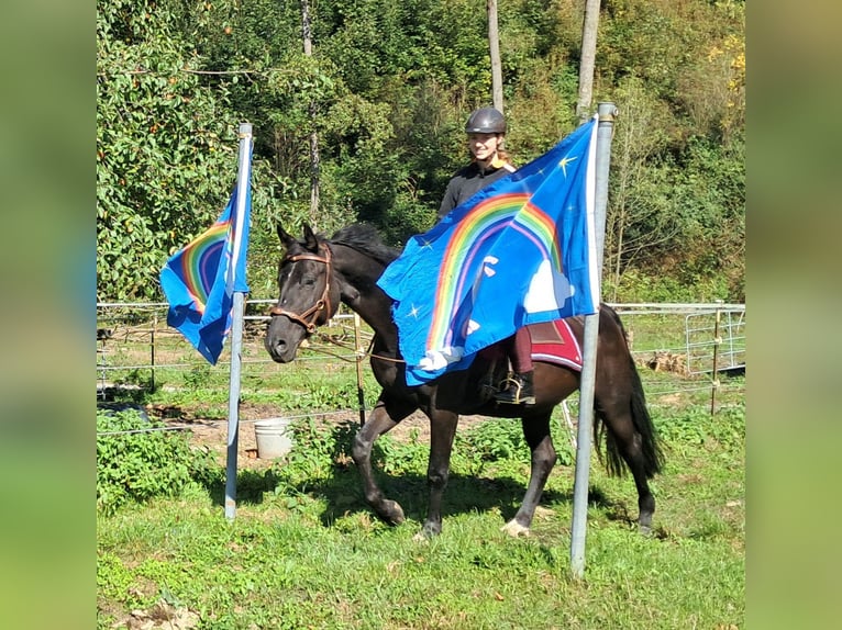 Duits sportpaard Merrie 7 Jaar 160 cm Zwart in Bayerbach