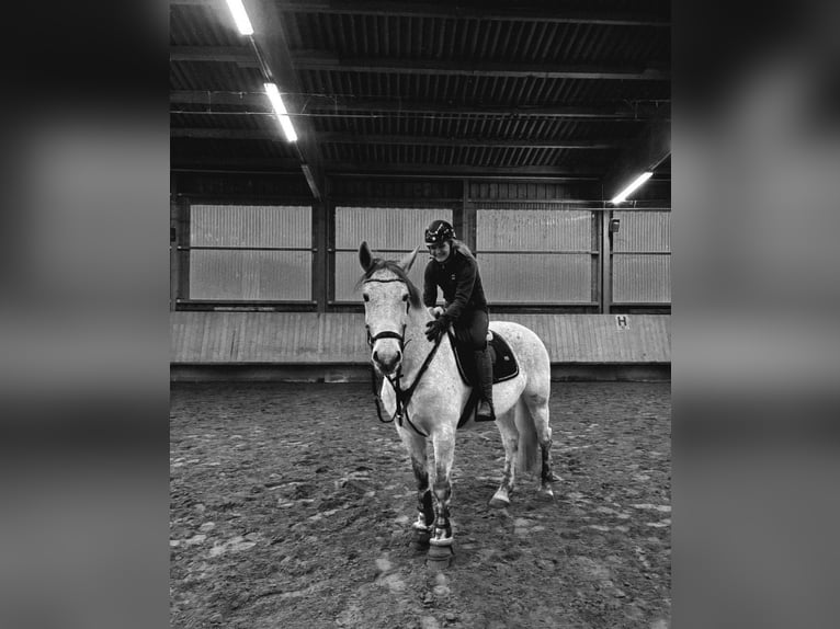 Duits sportpaard Merrie 7 Jaar 162 cm Blauwschimmel in Kronau