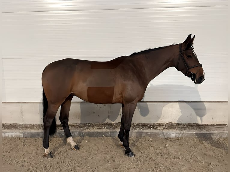 Duits sportpaard Merrie 7 Jaar 162 cm Bruin in Kamenz