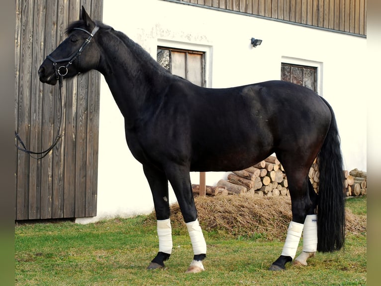 Duits sportpaard Merrie 7 Jaar 162 cm Zwart in Mamming