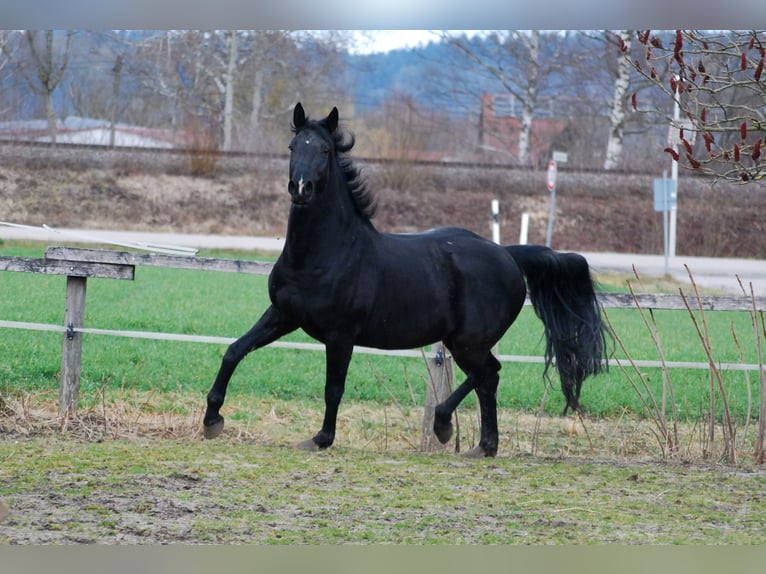 Duits sportpaard Merrie 7 Jaar 162 cm Zwart in Mamming