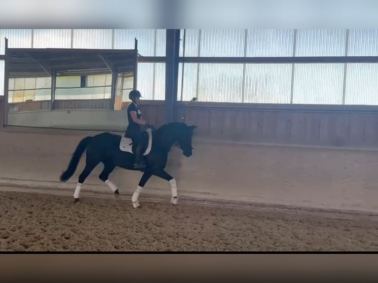 Duits sportpaard Merrie 7 Jaar 162 cm Zwart in Rosenheim