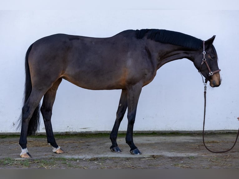 Duits sportpaard Merrie 7 Jaar 163 cm Donkerbruin in Bösdorf