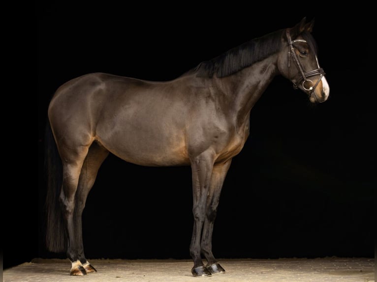 Duits sportpaard Merrie 7 Jaar 163 cm Donkerbruin in Bösdorf