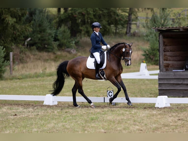 Duits sportpaard Merrie 7 Jaar 163 cm Donkerbruin in Bösdorf