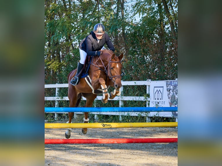 Duits sportpaard Merrie 7 Jaar 163 cm Donkere-vos in Kronenberg