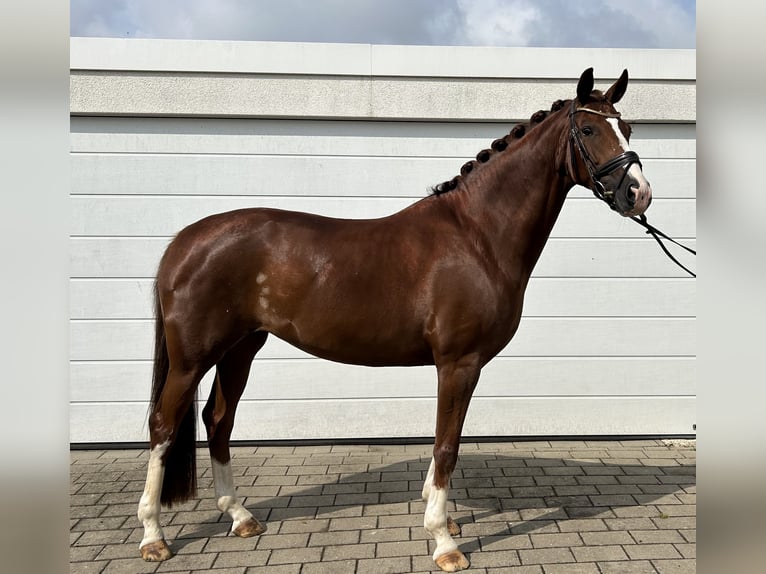 Duits sportpaard Merrie 7 Jaar 163 cm Vos in Unterschneidheim