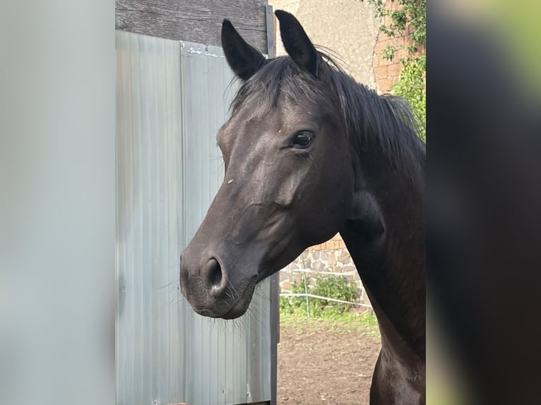Duits sportpaard Merrie 7 Jaar 163 cm Zwart in AhlumBeetzendorf