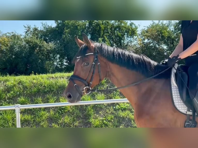 Duits sportpaard Merrie 7 Jaar 164 cm Bruin in Ladeburg