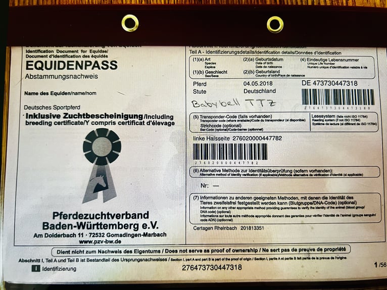 Duits sportpaard Merrie 7 Jaar 164 cm Donkerbruin in L&#xF6;rrach