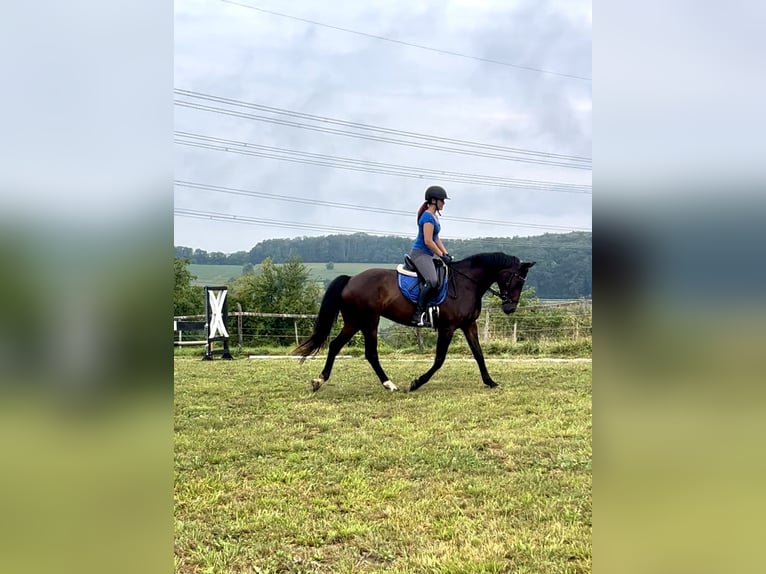 Duits sportpaard Merrie 7 Jaar 164 cm Donkerbruin in L&#xF6;rrach