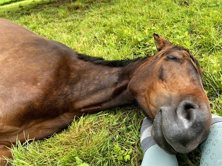 Duits sportpaard Merrie 7 Jaar 164 cm Donkerbruin in L&#xF6;rrach