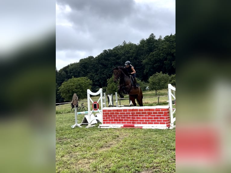 Duits sportpaard Merrie 7 Jaar 164 cm Donkerbruin in L&#xF6;rrach