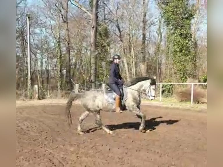 Duits sportpaard Merrie 7 Jaar 164 cm Schimmel in Potsdam