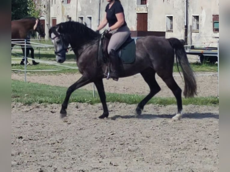 Duits sportpaard Merrie 7 Jaar 164 cm Zwartschimmel in Frankfurt (Oder)