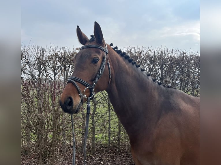 Duits sportpaard Merrie 7 Jaar 165 cm Bruin in Mengen