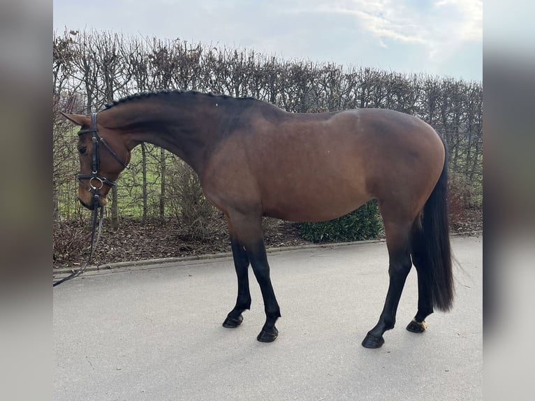 Duits sportpaard Merrie 7 Jaar 165 cm Bruin in Mengen