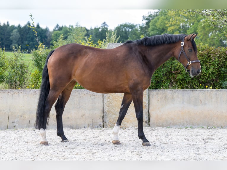 Duits sportpaard Merrie 7 Jaar 165 cm Bruin in Glashütte