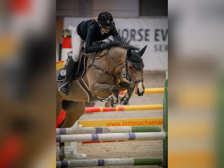 Duits sportpaard Merrie 7 Jaar 165 cm Bruin in Hohenberg-Krusemark