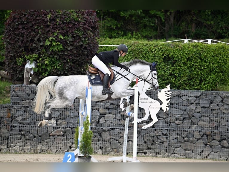 Duits sportpaard Merrie 7 Jaar 165 cm Schimmel in Weisendorf