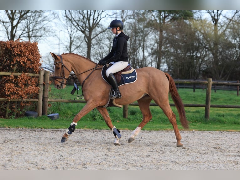 Duits sportpaard Merrie 7 Jaar 165 cm Vos in Wierden