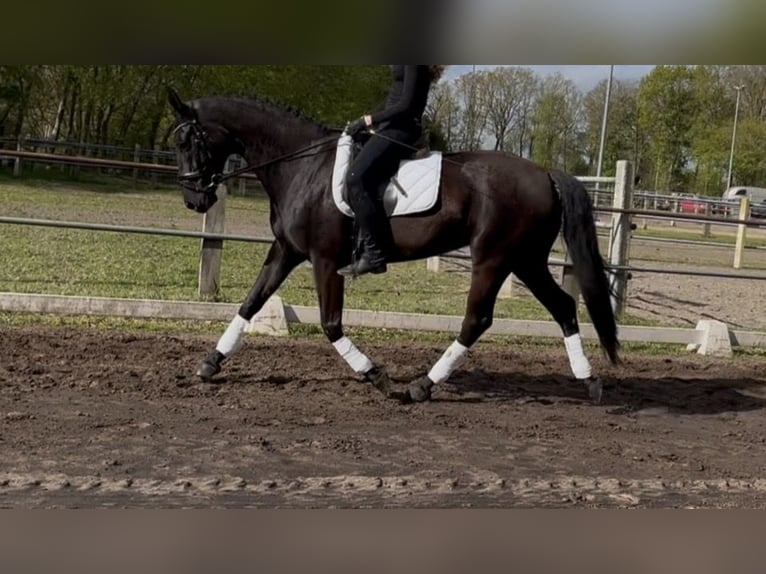 Duits sportpaard Merrie 7 Jaar 165 cm Zwart in Friesoythe