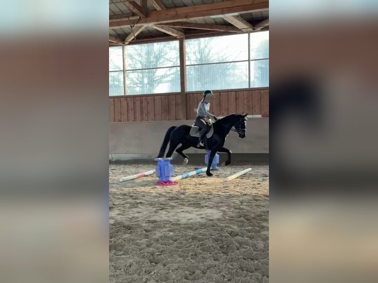 Duits sportpaard Merrie 7 Jaar 165 cm Zwartbruin in Hochkirch