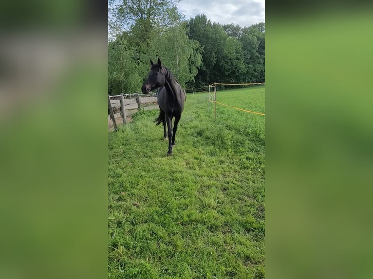 Duits sportpaard Merrie 7 Jaar 165 cm Zwartbruin in Hochkirch